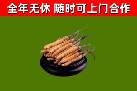 浦城回收冬虫夏草