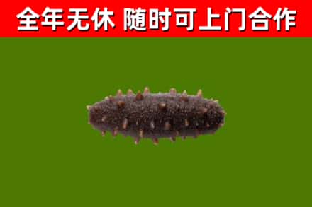 浦城回收海参干